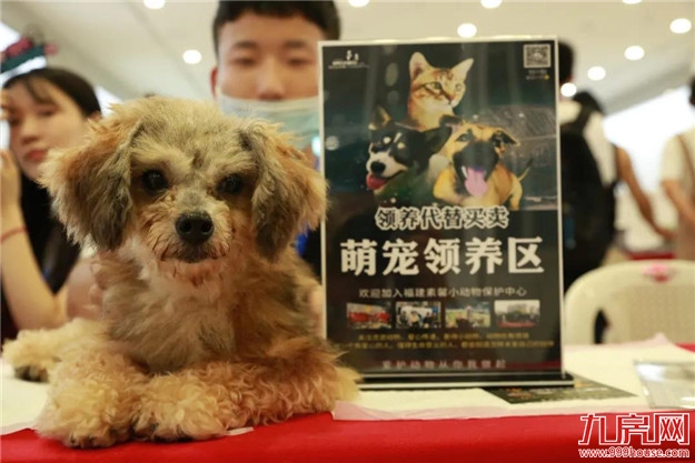 福州正荣美好七夕,关爱流浪动物呼吁带走“单身狗”——九房网 福州正荣美好七夕,关爱流浪动物呼吁带走“单身狗”——九房网