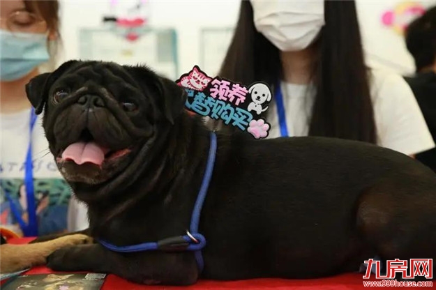 福州正荣美好七夕,关爱流浪动物呼吁带走“单身狗”——九房网 福州正荣美好七夕,关爱流浪动物呼吁带走“单身狗”——九房网