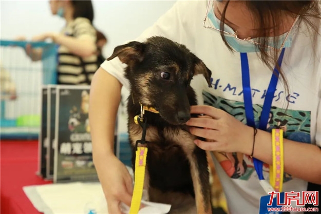 福州正荣美好七夕,关爱流浪动物呼吁带走“单身狗”——九房网 福州正荣美好七夕,关爱流浪动物呼吁带走“单身狗”——九房网