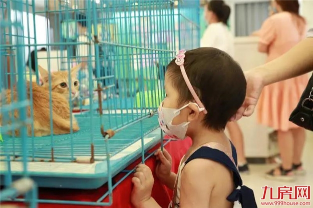 福州正荣美好七夕,关爱流浪动物呼吁带走“单身狗”——九房网 福州正荣美好七夕,关爱流浪动物呼吁带走“单身狗”——九房网