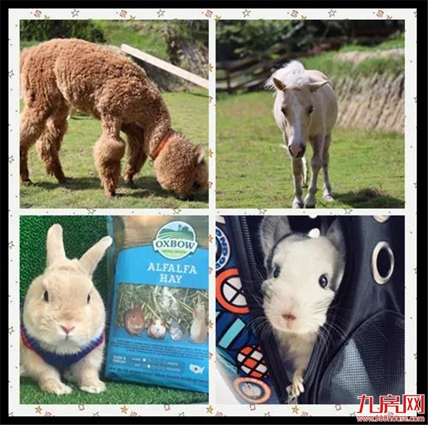 抢票丨疯玩8天!小矮马、龙猫、波尔羊……一大波萌宠来袭!萌宠动物城国庆上演!——九房网 抢票丨疯玩8天!小矮马、龙猫、波尔羊……一大波萌宠来袭!萌宠动物城国庆上演!——九房网