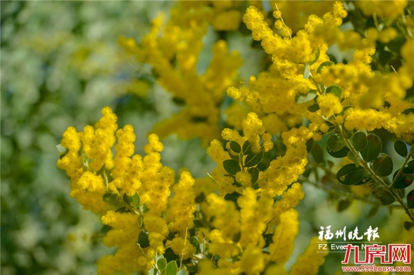 厦门房产,厦门房地产,厦门新房,九房网,厦门房产