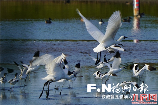 闽江河口湿地生态保护修复成效显著——九房网