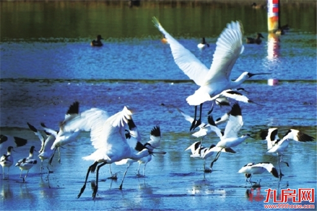 厦门房产,厦门房地产,厦门新房,九房网,厦门房产