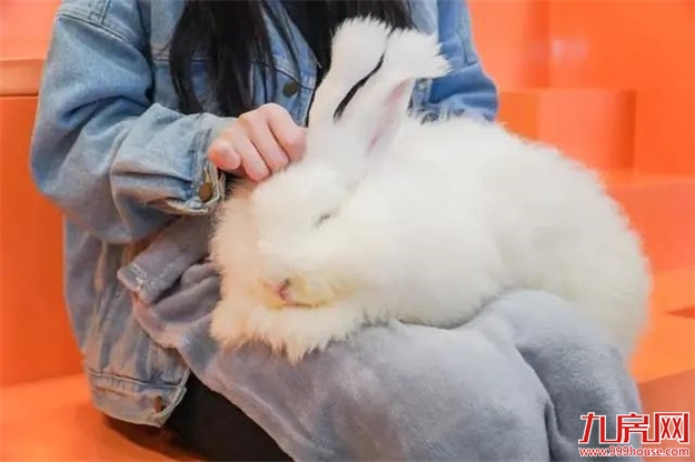 【最新假期通知】跟着玉兔过中秋,一家人的欢乐都在这了~——九房网 【最新假期通知】跟着玉兔过中秋,一家人的欢乐都在这了~——九房网