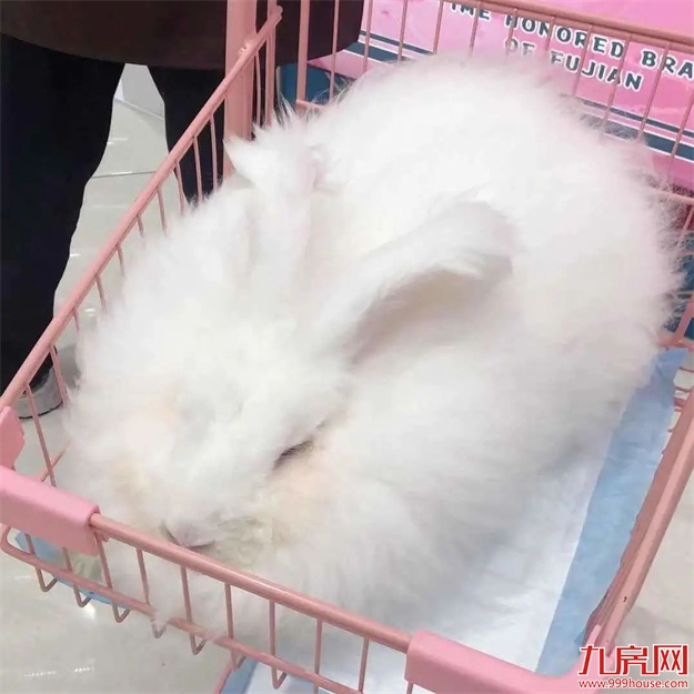 【最新假期通知】跟着玉兔过中秋,一家人的欢乐都在这了~——九房网 【最新假期通知】跟着玉兔过中秋,一家人的欢乐都在这了~——九房网