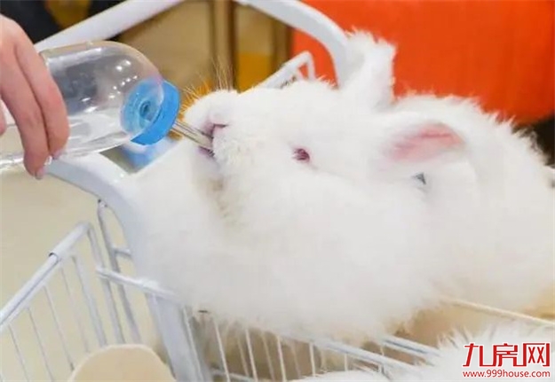 【最新假期通知】跟着玉兔过中秋,一家人的欢乐都在这了~——九房网 【最新假期通知】跟着玉兔过中秋,一家人的欢乐都在这了~——九房网