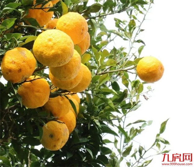 是时候公开这个秘密了：“世界柚乡”的“皇帝柚”来溪谷了！——九房网