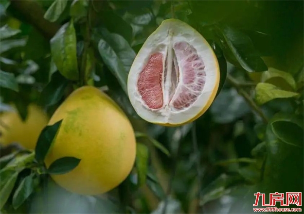 是时候公开这个秘密了：“世界柚乡”的“皇帝柚”来溪谷了！——九房网