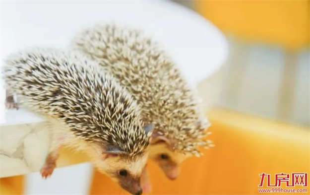 是时候公开这个秘密了：“世界柚乡”的“皇帝柚”来溪谷了！——九房网