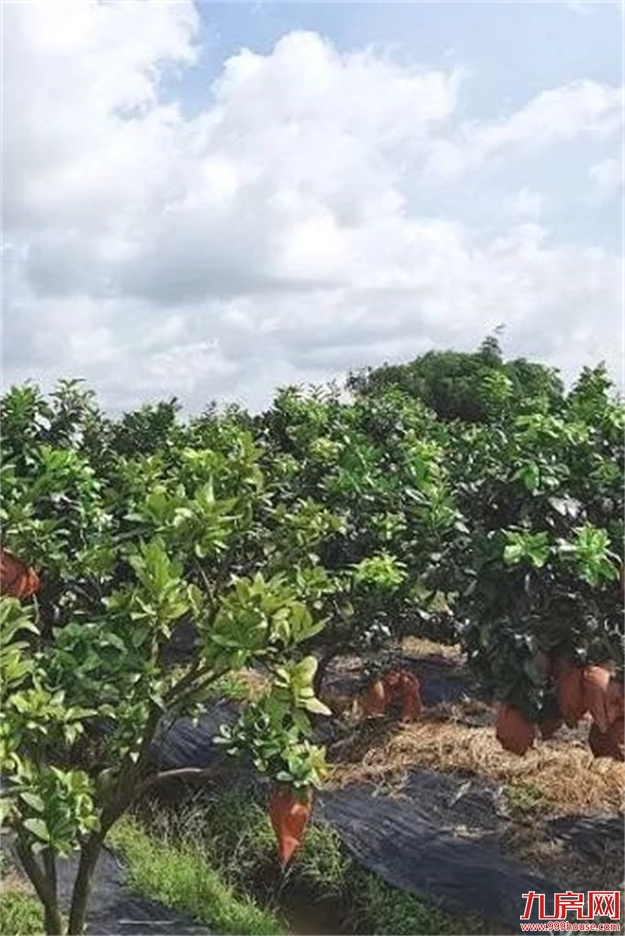 是时候公开这个秘密了：“世界柚乡”的“皇帝柚”来溪谷了！——九房网