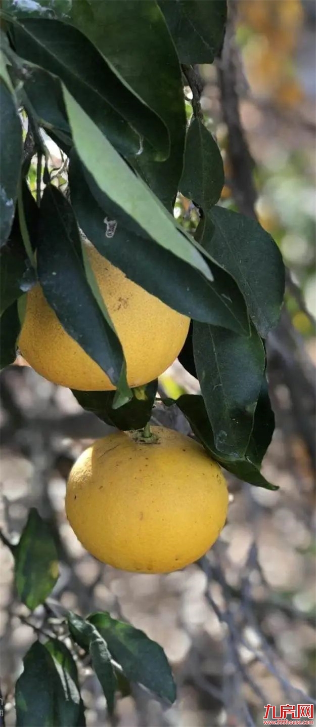 是时候公开这个秘密了：“世界柚乡”的“皇帝柚”来溪谷了！——九房网
