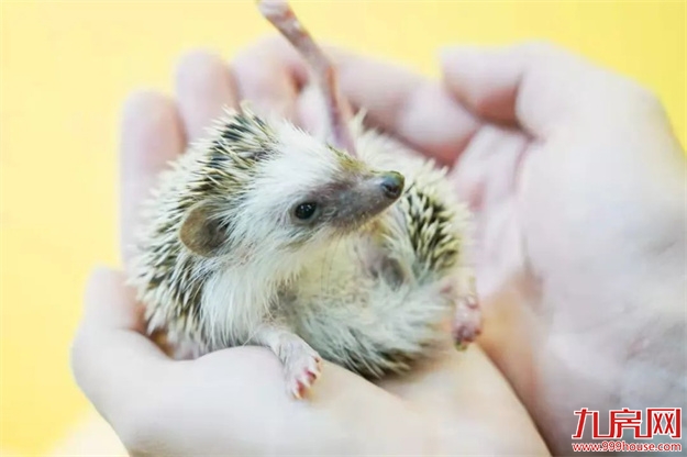 是时候公开这个秘密了：“世界柚乡”的“皇帝柚”来溪谷了！——九房网