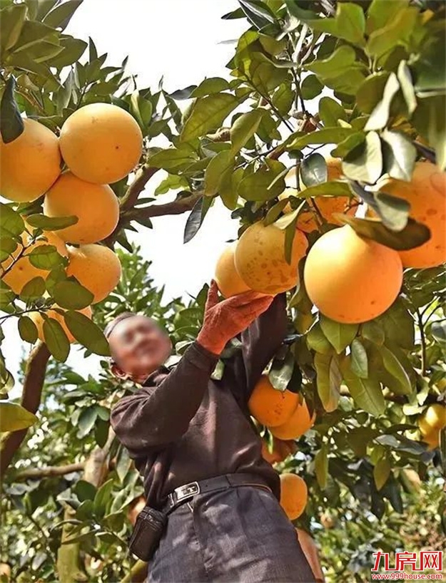 是时候公开这个秘密了：“世界柚乡”的“皇帝柚”来溪谷了！——九房网