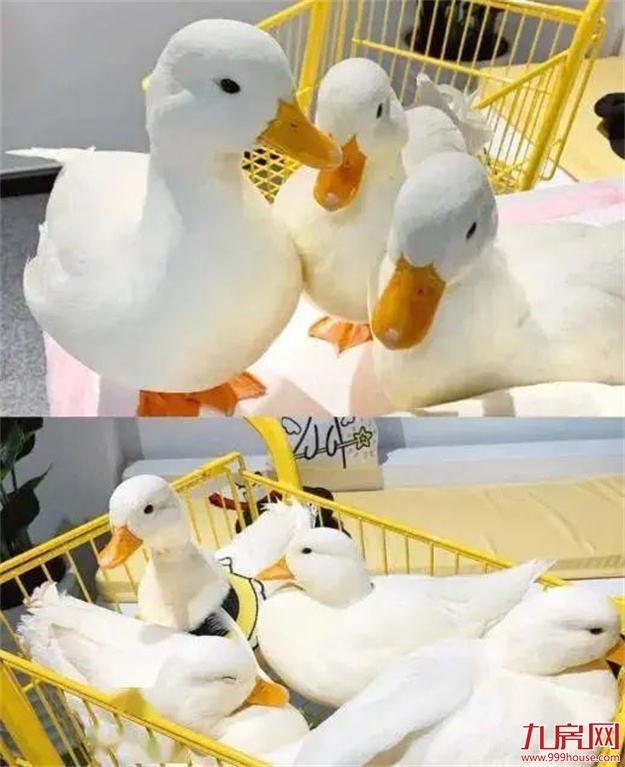 是时候公开这个秘密了：“世界柚乡”的“皇帝柚”来溪谷了！——九房网