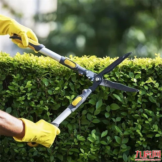 枫叶正红 美好映月丨一碗长寿面，重阳敬老情——九房网