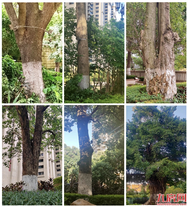 厦门，唯一一个被妖魔化的顶级豪宅 | 中篇——九房网