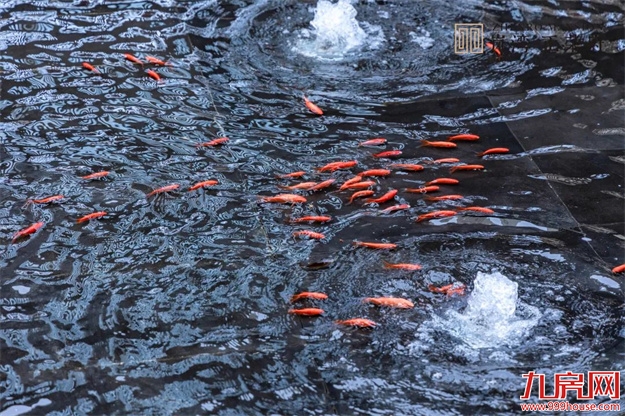 荣归府门|岚湾正荣府盛大交付，臻启风雅人居——九房网