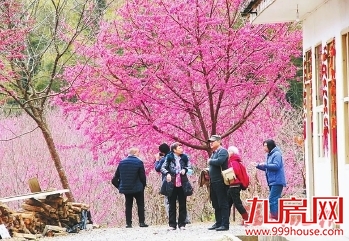 永泰樱花谷　200多亩樱花绽放——九房网
