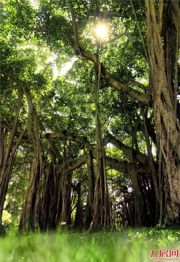 定了!2月20日福州又一公园开放!(逛园福利大放送)——九房网 定了!2月20日福州又一公园开放!(逛园福利大放送)——九房网