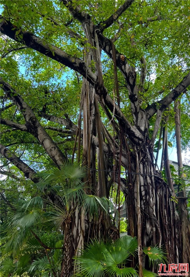 定了!2月20日福州又一公园开放!(逛园福利大放送)——九房网 定了!2月20日福州又一公园开放!(逛园福利大放送)——九房网