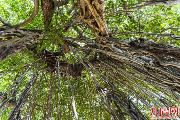 定了!2月20日福州又一公园开放!(逛园福利大放送)——九房网 定了!2月20日福州又一公园开放!(逛园福利大放送)——九房网