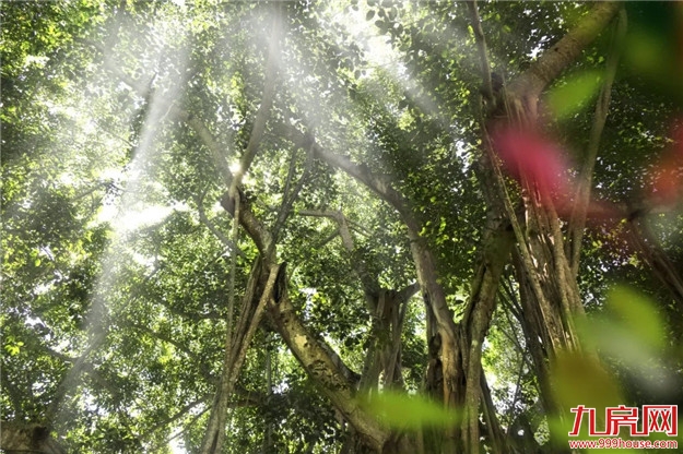 定了!2月20日福州又一公园开放!(逛园福利大放送)——九房网 定了!2月20日福州又一公园开放!(逛园福利大放送)——九房网