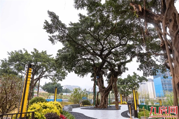 古榕为名，福州市区新添一座网红公园——九房网