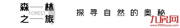 登云湖×张唐景观联手打造，再造一座城市绿谷里的欢乐园——云海森自然探索乐园——九房网